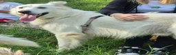 Pastore Svizzero cani in regalo: Gucci, uno splendido pastore svizzero - Annuncio 2