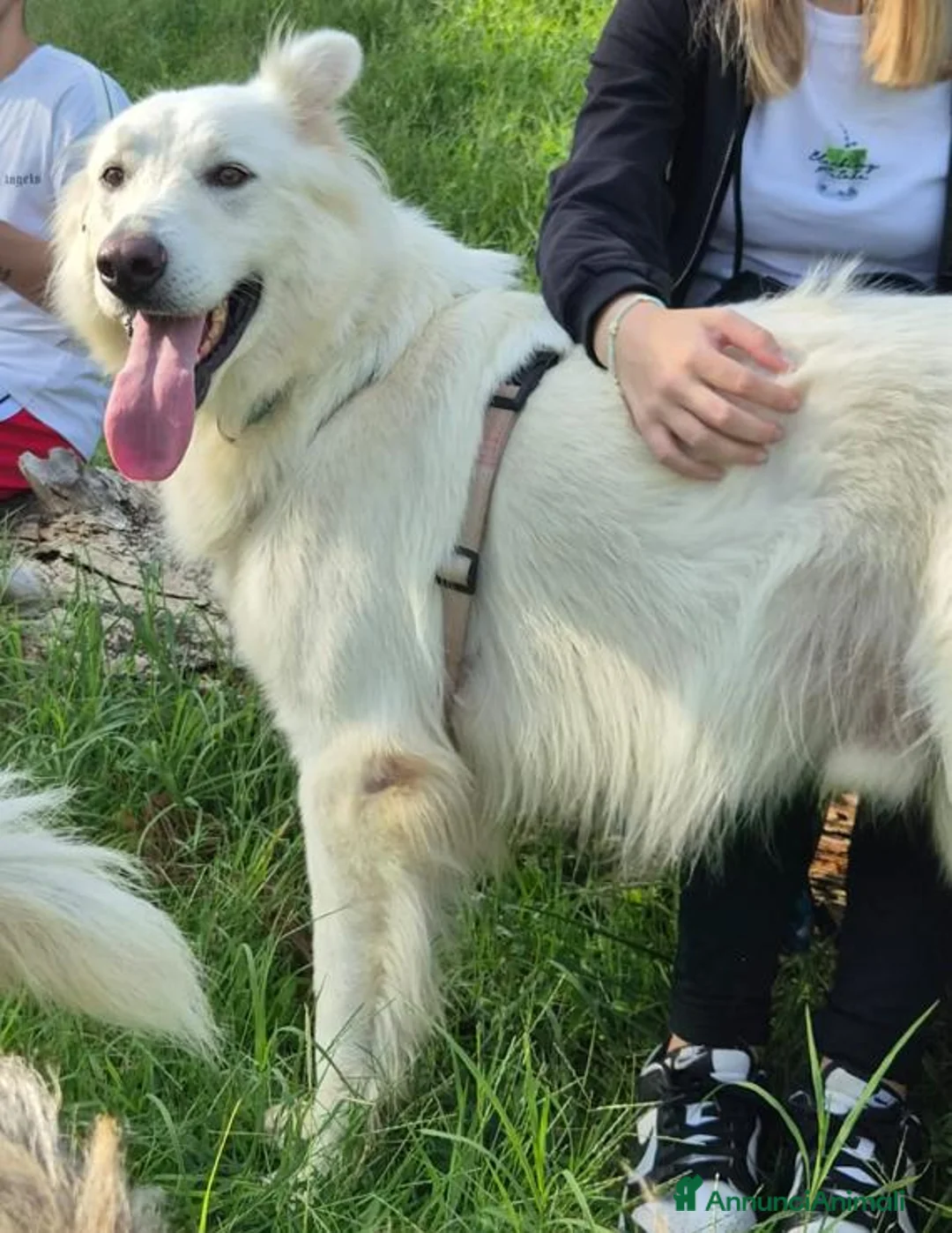 Pastore Svizzero cani in regalo: Gucci, uno splendido pastore svizzero - Annuncio 2