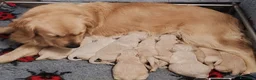Golden Retriever cani in vendita: GOLDEN RETRIEVER CON PEDIGREE ENCI - Annuncio 3