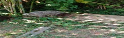 Lagotto cani in vendita: Lagotto Romagnolo - Annuncio 3