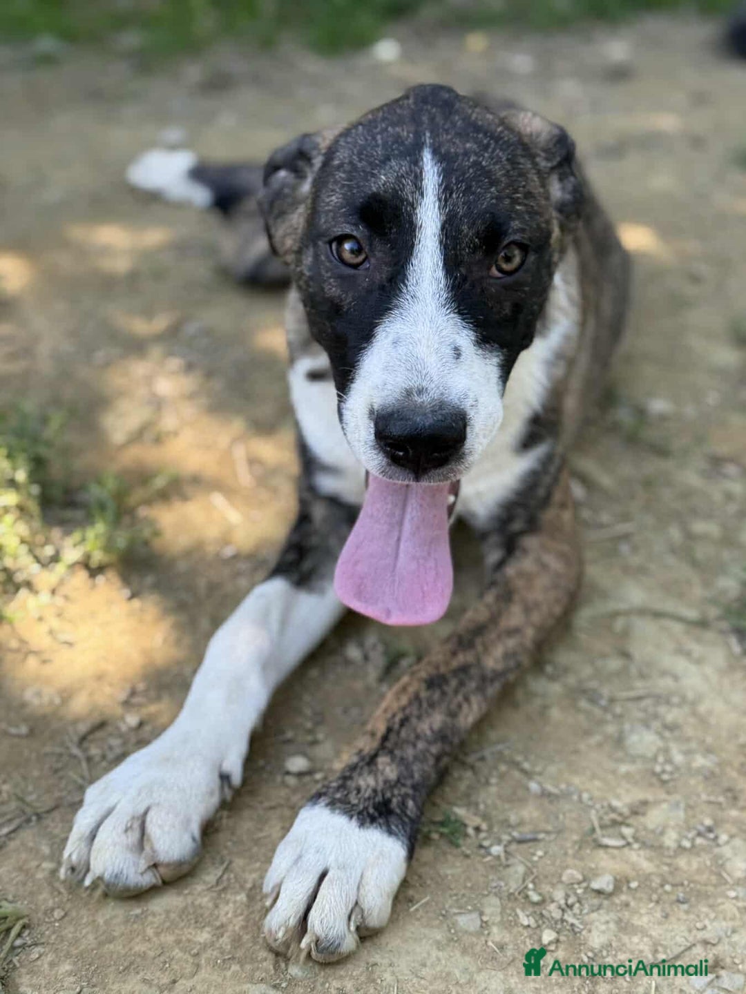 Dogo Argentino cani in regalo: BORIA & BALINA, cucciole mix DOGO ARGENTINO!  - Annuncio 8