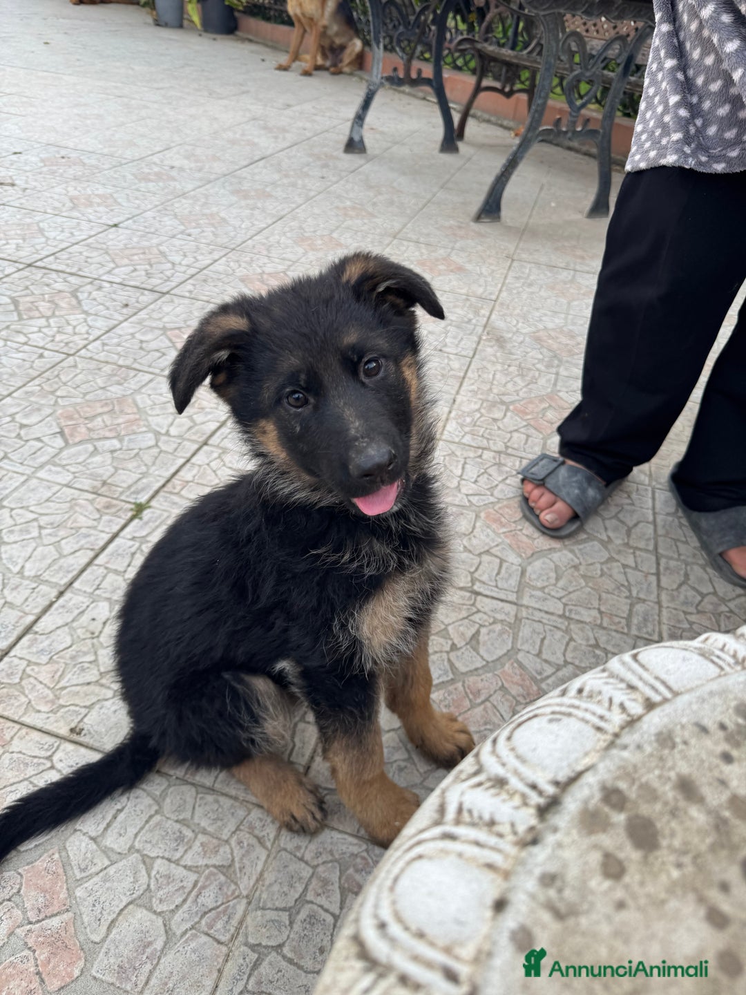 Pastore Tedesco cani in vendita: Cucciolo pastore tedesco a Città Metropolitana di Napoli - Immagine 7