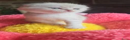 Scottish gatti in vendita: Cuccioli scottish fold e straight  - Annuncio 11