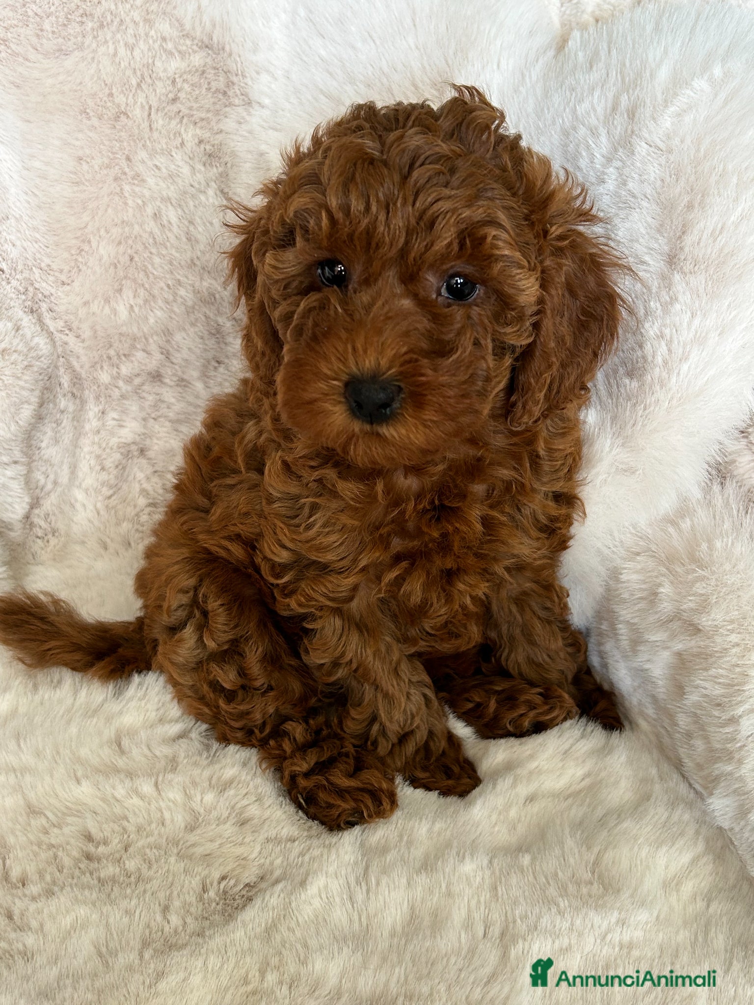 Barboncino cani Barboncini fulvi toy e nani con Pedigree - Annuncio 2