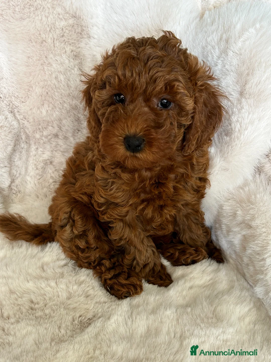 Barboncino cani in vendita: Barboncini fulvi toy e nani con Pedigree - Annuncio 1