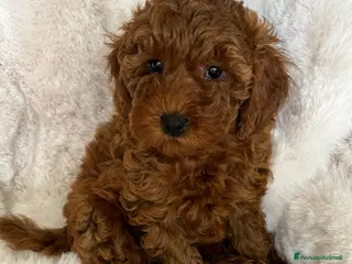 Barboncino cani Barboncini fulvi toy e nani con Pedigree - Annuncio 4