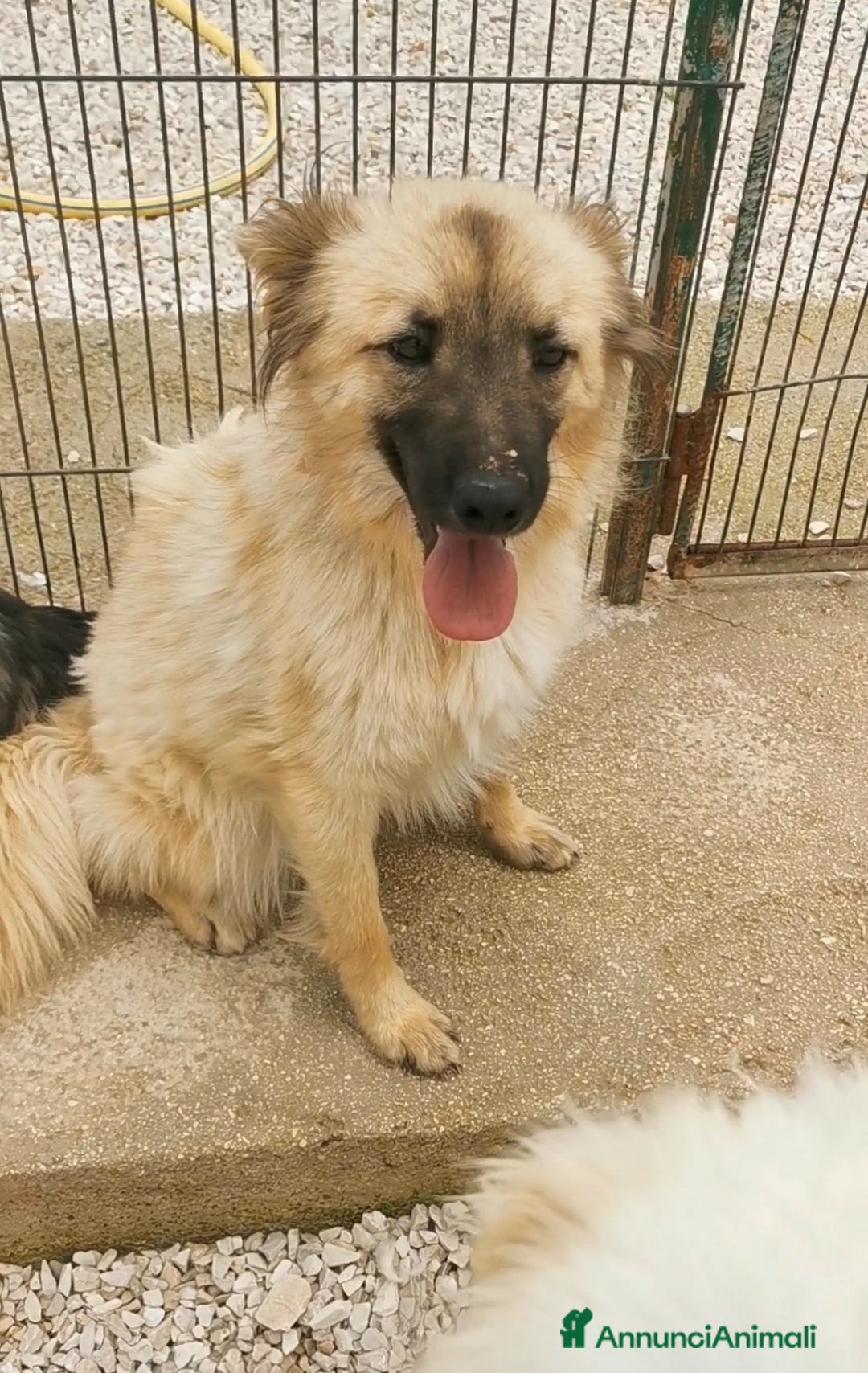 Meticcio cani in regalo: 2amici di box 3anni meravigliosi BARI SOS CASA a Città metropolitana di Milano - Annuncio 2