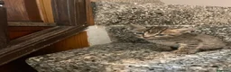 Meticcio gatti in vendita: Gattino tigrato  - Annuncio 7
