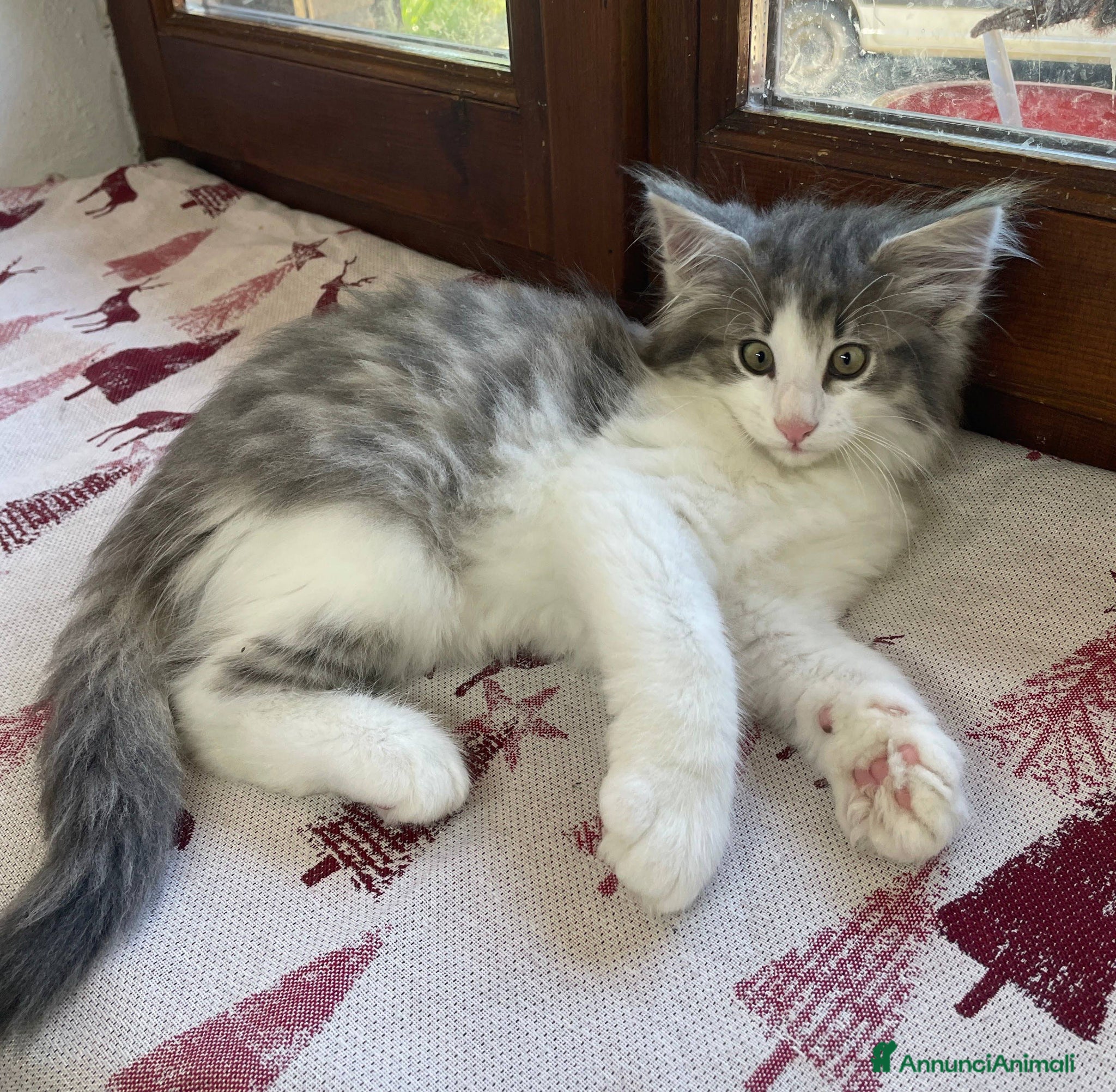 Norvegese gatti Gattino Norvegese delle foreste blue - Annuncio 12