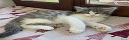 Norvegese gatti in vendita: Gattino Norvegese delle foreste blue a Provincia di Parma - Annuncio 1