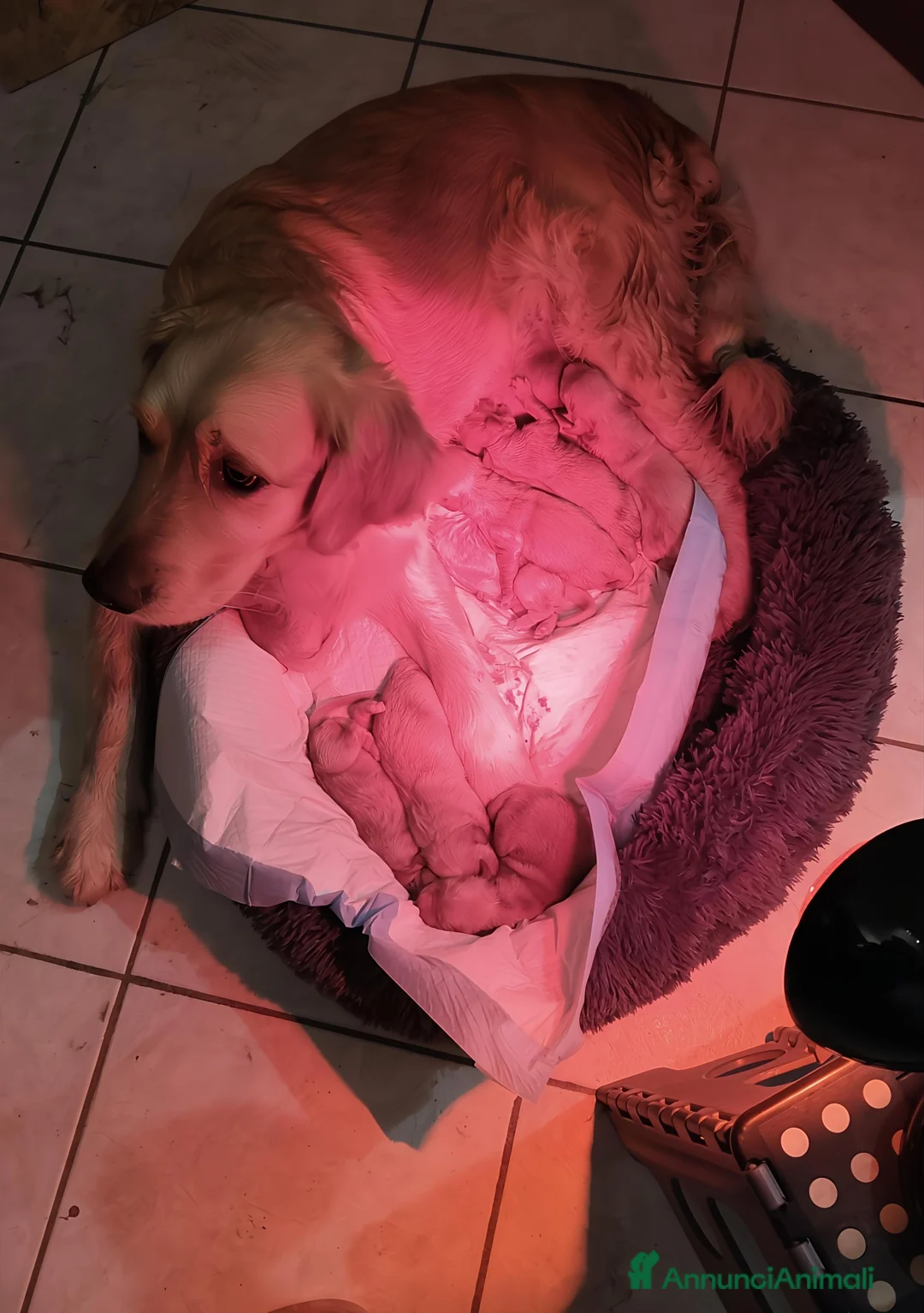 Golden Retriever cani in vendita: Vendesi ultimo cucciolo di Golden retriever  - Annuncio 1