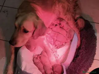 Golden Retriever cani Vendesi ultimo cucciolo di Golden retriever - Annuncio 33