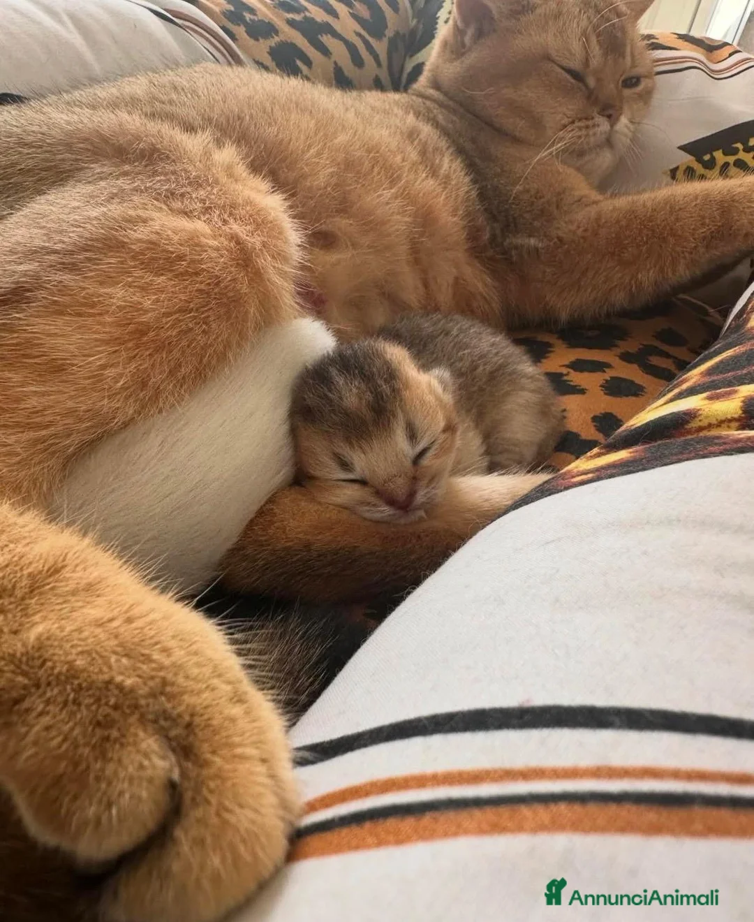British gatti in vendita: Splendidi cuccioli di british shorthair  - Annuncio 9