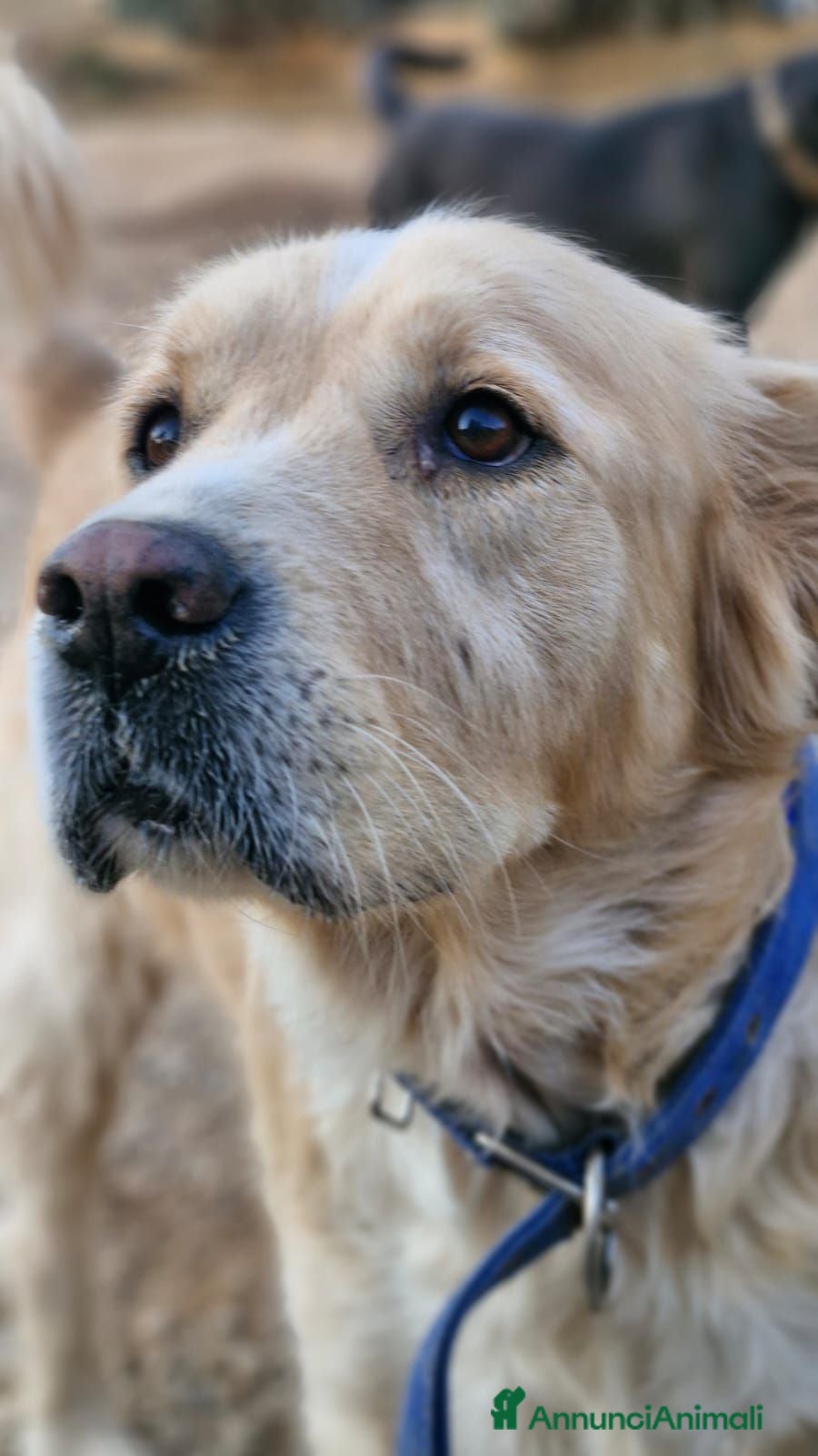 Meticcio cani River, Simil Golden Retriever da adottare - Annuncio 37