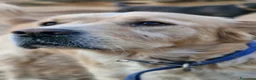 Meticcio cani in regalo: River, Simil Golden Retriever da adottare - Annuncio 1