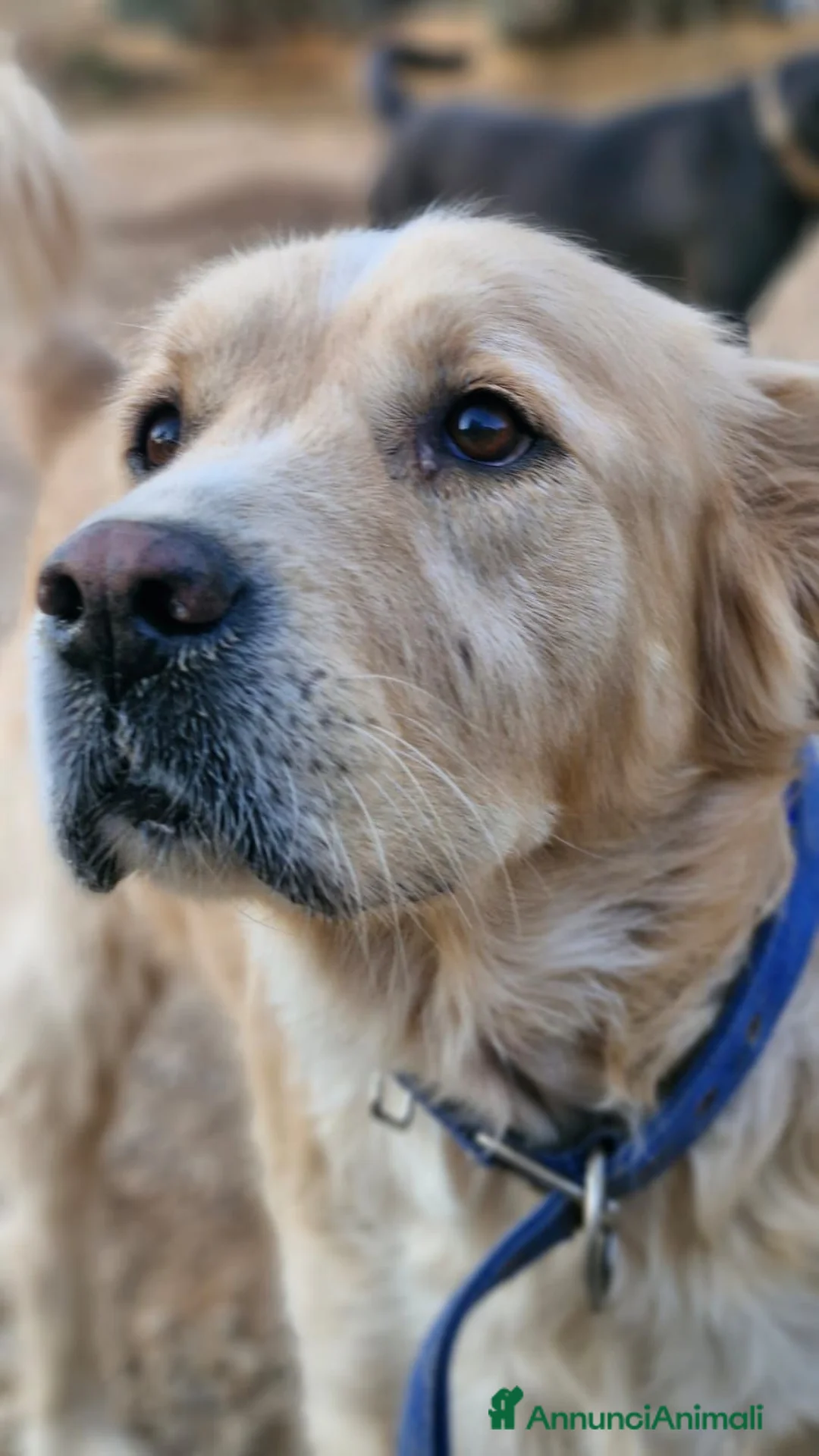 Meticcio cani in regalo: River, Simil Golden Retriever da adottare - Annuncio 1