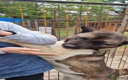 Akita Americano cani in regalo: MOON 🩷 - Akita ha bisogno di una casa fresca 😥 a Provincia di Pavia - Immagine 2