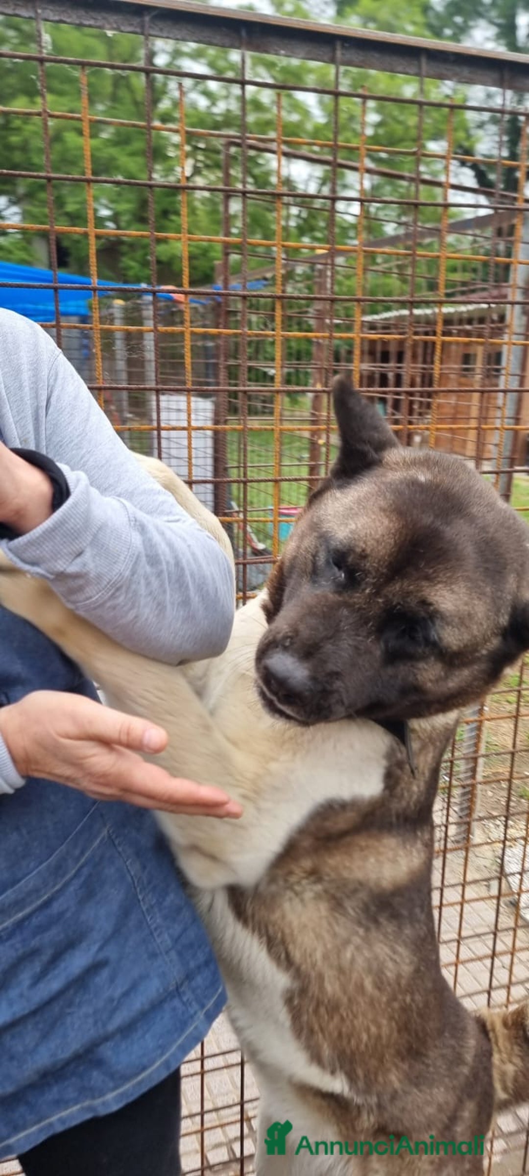 Akita Americano cani in regalo: MOON 🩷 - Akita ha bisogno di una casa fresca 😥 a Provincia di Pavia - Immagine 2