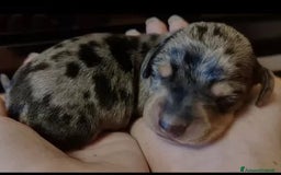 Bassotto cani in vendita: Bassotti Cuccioli - Immagine 2