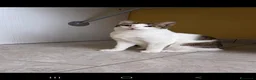 Altre razze gatti in regalo: Gatti in adozione  a Città metropolitana di Palermo - Annuncio 2