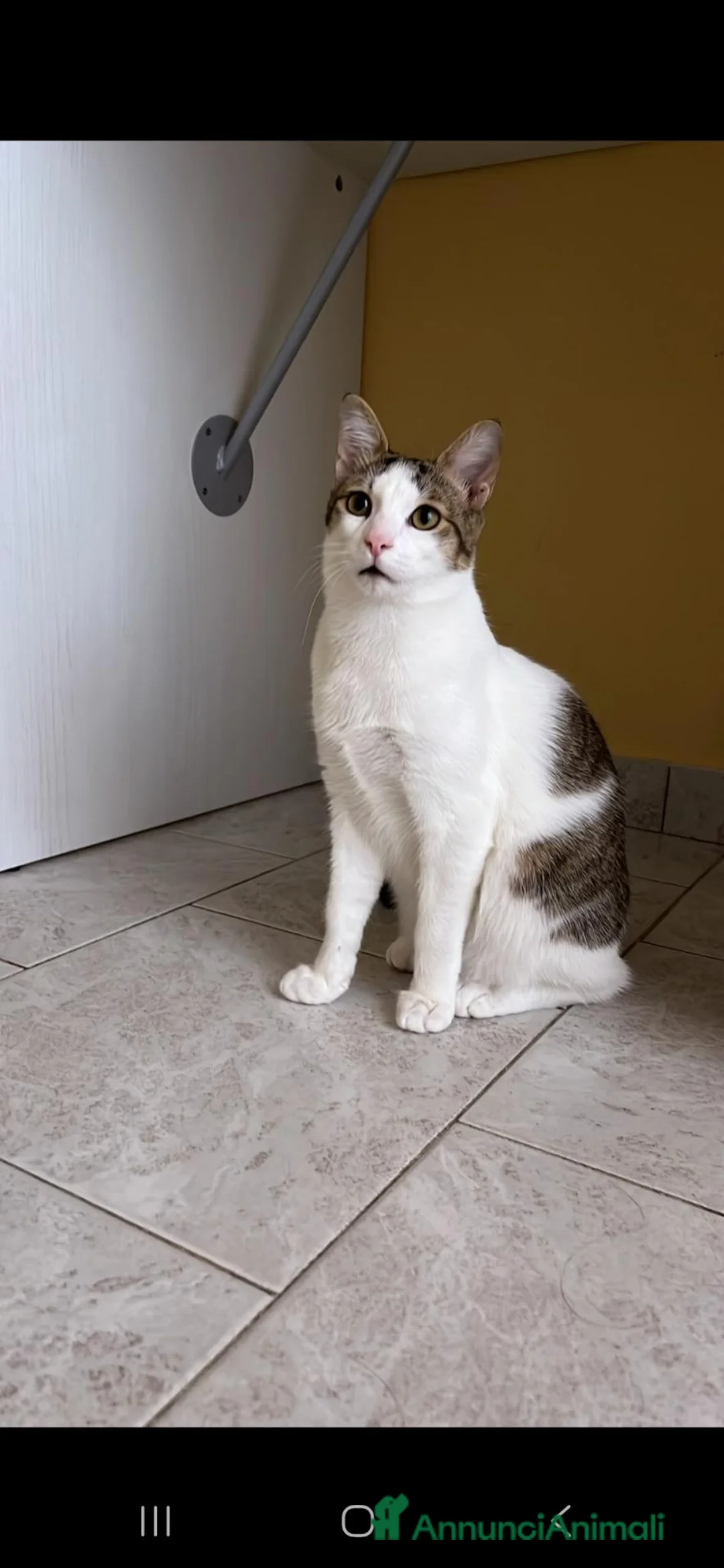 Altre razze gatti in regalo: Gatti in adozione  a Città metropolitana di Palermo - Annuncio 2