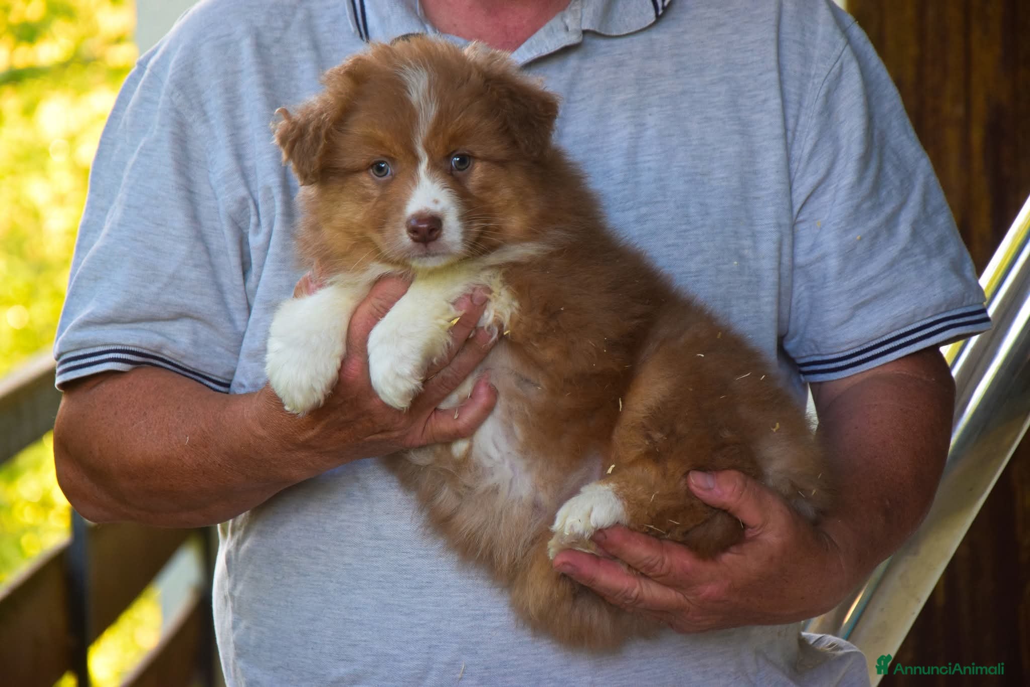 Australian Shepherd cani Cuccioli di pastore australiano  - Annuncio 35