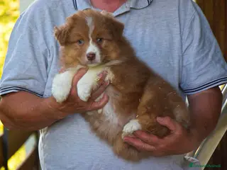 Australian Shepherd cani Cuccioli di pastore australiano - Annuncio 29