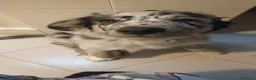 Meticcio cani in vendita: Pepe cucciolo F1 Australian Sheperd+Border Collie - Annuncio 7