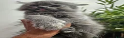 Persiano gatti in vendita: Gattina grigio blu persiana normotipo  - Annuncio 3