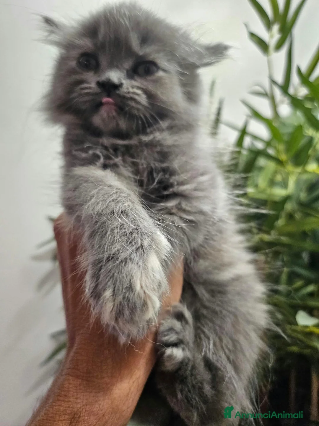 Persiano gatti in vendita: Gattina grigio blu persiana normotipo  - Annuncio 3