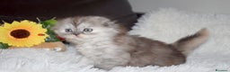 Scottish gatti in vendita: Scottish fold  a Provincia di Reggio Emilia - Annuncio 13