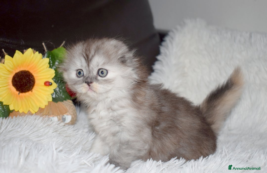 Scottish gatti in vendita: Scottish fold  a Provincia di Reggio Emilia - Annuncio 13