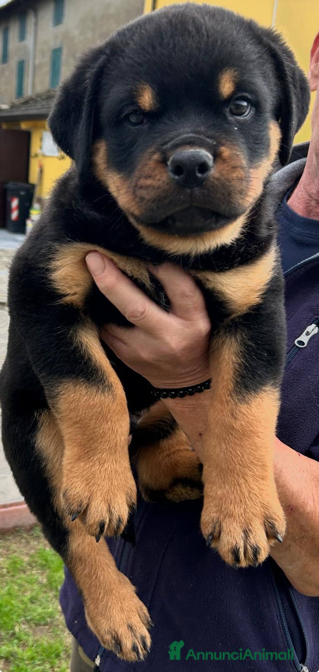 Rottweiler cani in vendita: Rottweiler - Annuncio 8