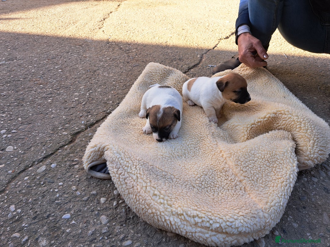 Jack Russell cani in vendita: Vendo cuccioli  jack russell  - Annuncio 3