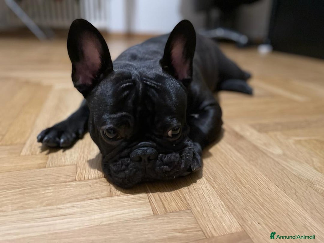 Bulldog Francese cani per accoppiamento: Bulldog francese maschio per accoppiamento - Annuncio 5
