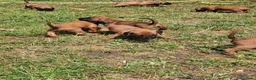 Segugio Bavarese cani in vendita: Cucciolata di Segugio bavarese - Annuncio 5