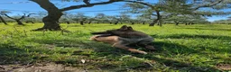 Pastore Belga cani in vendita: Cuccioli Pastore Belga Malinois in tutta Italia  a Provincia di Taranto - Annuncio 2