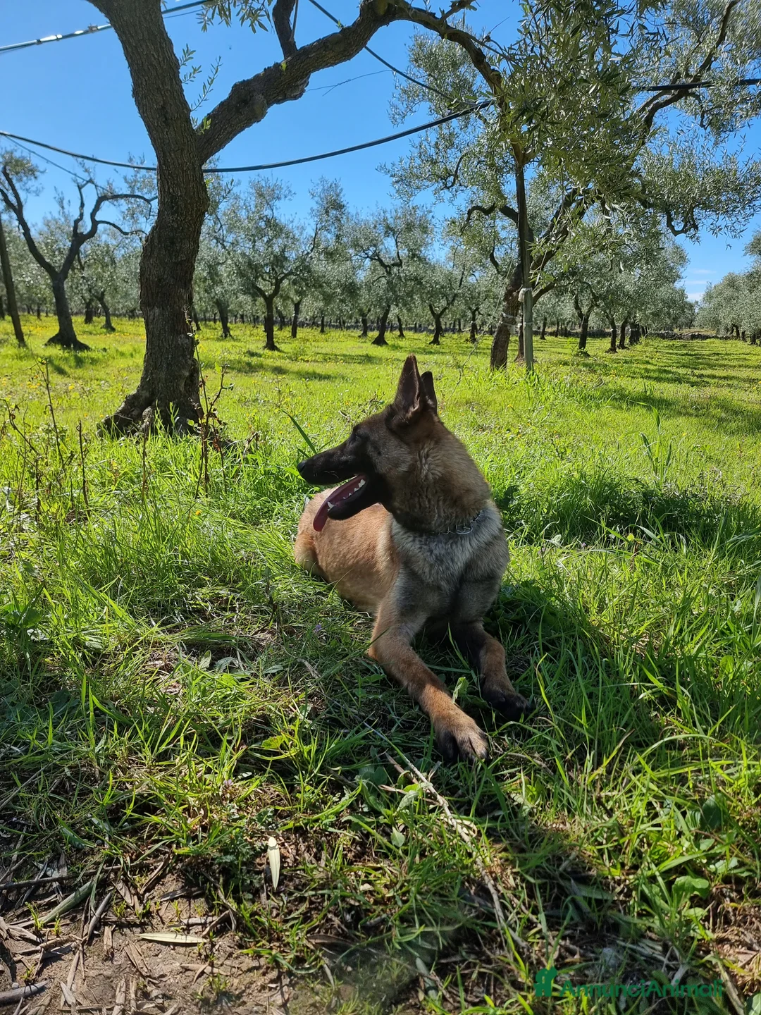Pastore Belga cani in vendita: Cuccioli Pastore Belga Malinois in tutta Italia  a Provincia di Taranto - Annuncio 2