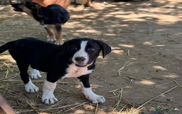 Altre razze cani in regalo: DANA DOLY DORIS 4 MESI (23/02/25) a Provincia di Bergamo - Immagine 17