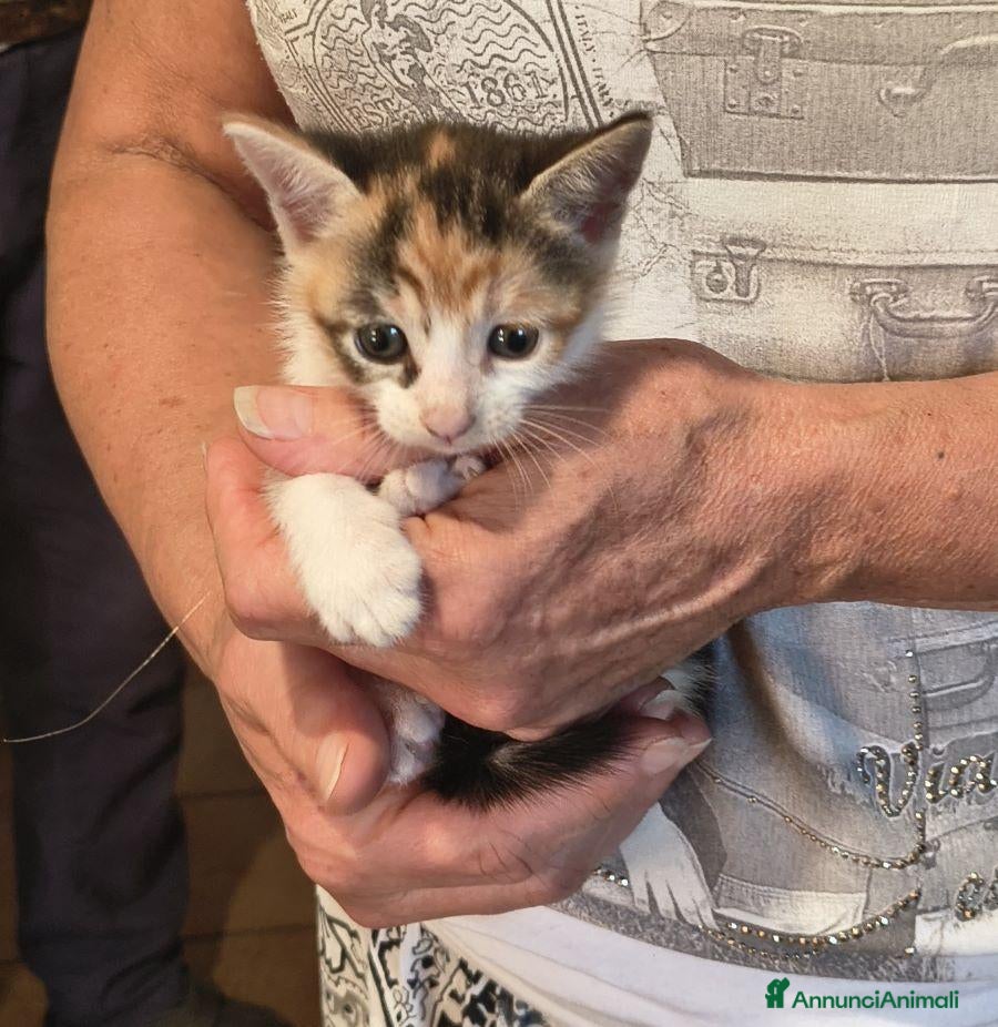 Europeo gatti Gattine tricolori - Annuncio 25