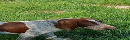 Bracco cani in vendita: Cucciole bracco italiano  - Annuncio 3