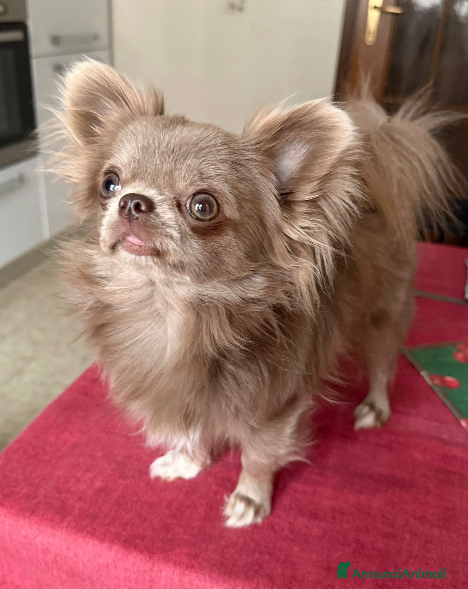 Chihuahua cani Monta Chihuha lilac  - Annuncio 1