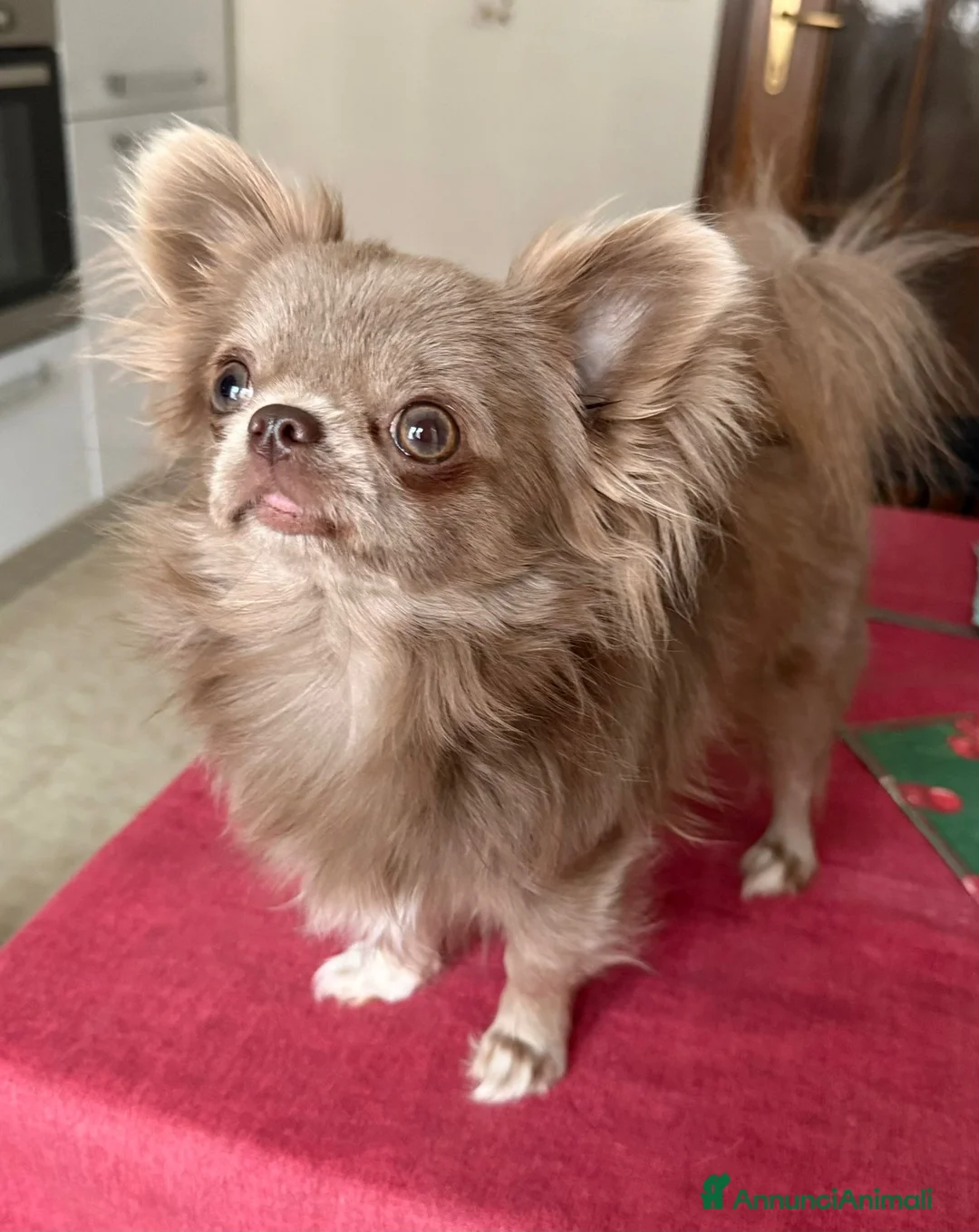Chihuahua cani per accoppiamento: Monta Chihuha lilac  a Città Metropolitana di Torino - Annuncio 1
