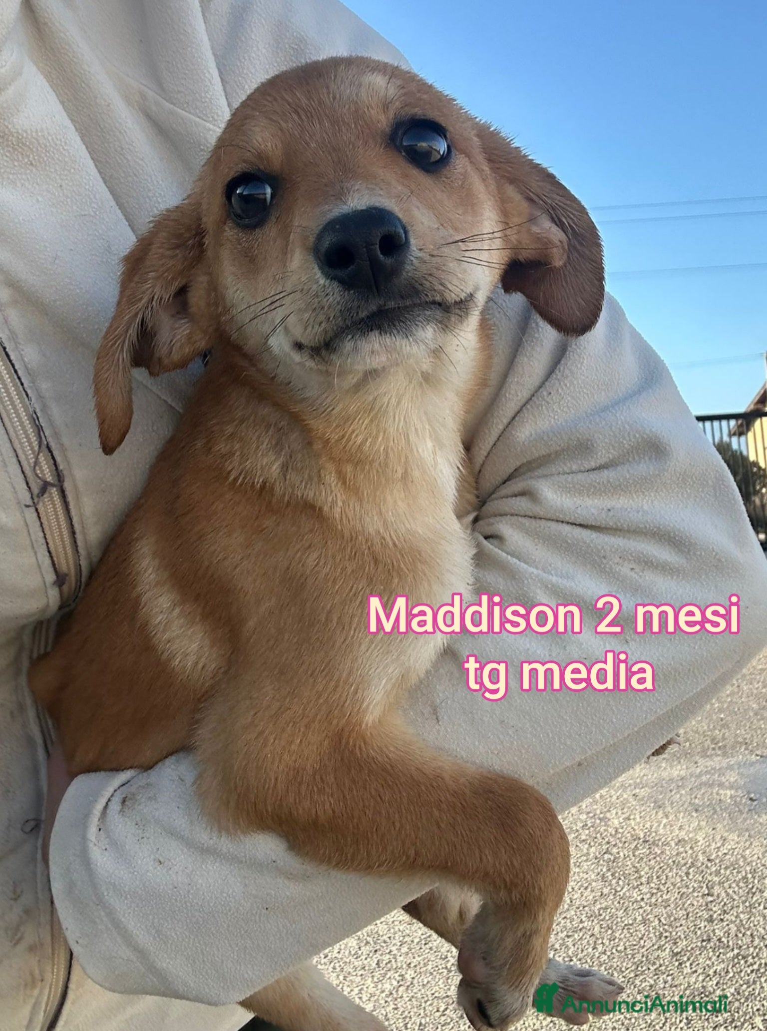 Meticcio cani CUCCIOLI BISOGNOSI IN CERCA D'AMORE  - Annuncio 18