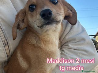 Meticcio cani CUCCIOLI BISOGNOSI IN CERCA D'AMORE - Annuncio 18