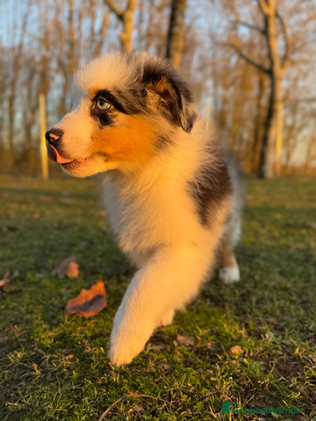 Australian Shepherd cani in vendita: Cucciolo di Australian Shepherd Blue Merle - Annuncio 3