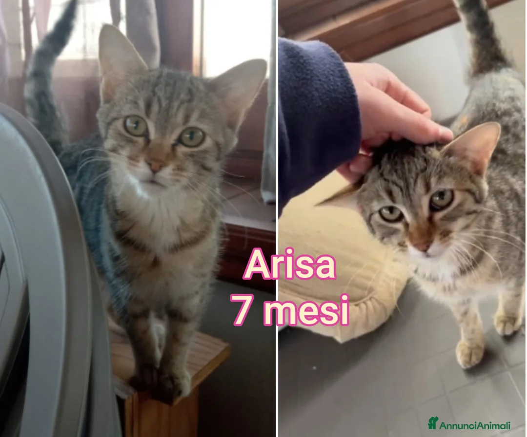 Altre razze gatti in regalo: ADOTTA UN GATTINO! a Provincia di Reggio Emilia - Annuncio 10