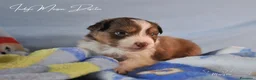 Australian Shepherd cani in vendita: Cuccioli pastore australiano  - Annuncio 3