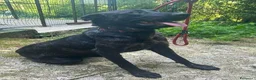 Meticcio cani in regalo: ORSA giovane e socievole - Annuncio 5