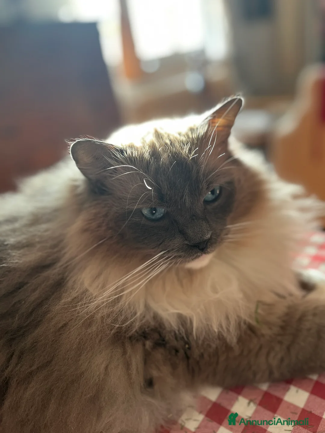 Immagine della galleria {{count}}